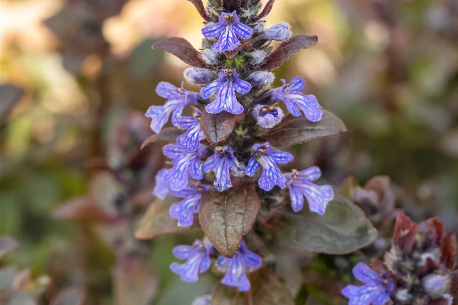 Ajuga reptans 'Braunherz'