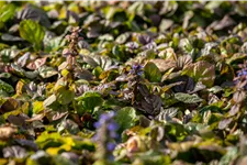 Ajuga reptans 'Braunherz'