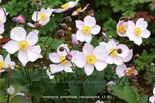 Anemone tomentosa 'Robustissima'