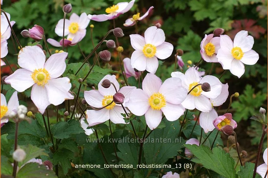 Anemone tomentosa 'Robustissima'