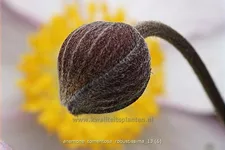 Anemone tomentosa 'Robustissima'