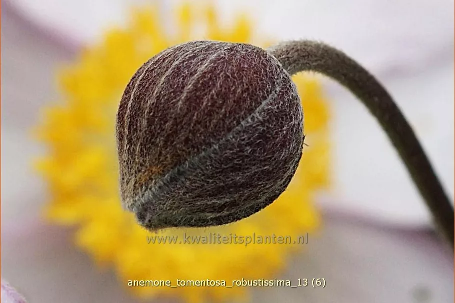 Anemone tomentosa 'Robustissima'