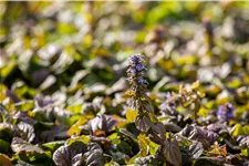 Ajuga reptans 'Braunherz'