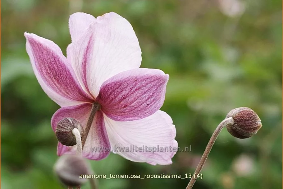 Anemone tomentosa 'Robustissima'