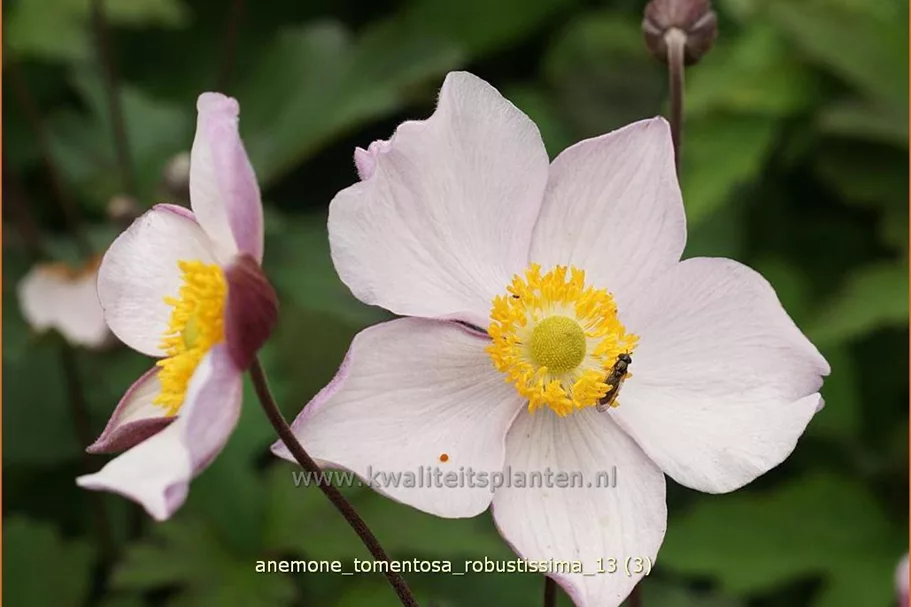 Anemone tomentosa 'Robustissima'