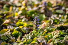Ajuga reptans 'Braunherz'