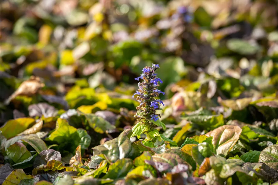 Ajuga reptans 'Braunherz'