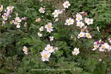 Anemone tomentosa 'Robustissima'