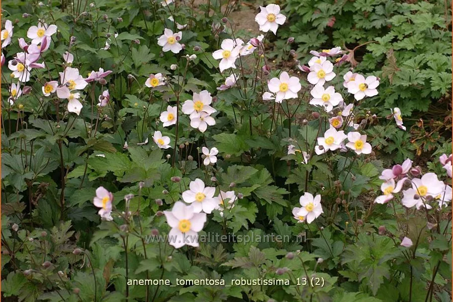 Anemone tomentosa 'Robustissima'