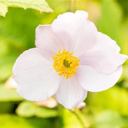Anemone tomentosa 'Robustissima'