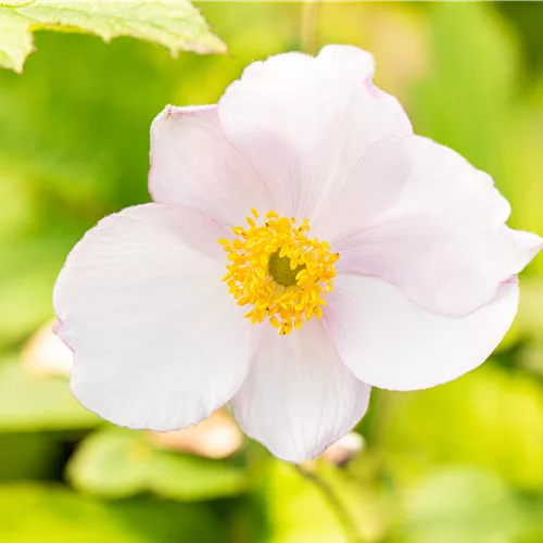 Anemone tomentosa 'Robustissima'