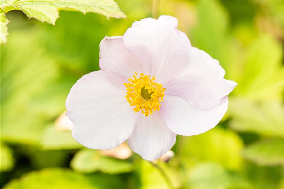 Anemone tomentosa 'Robustissima'