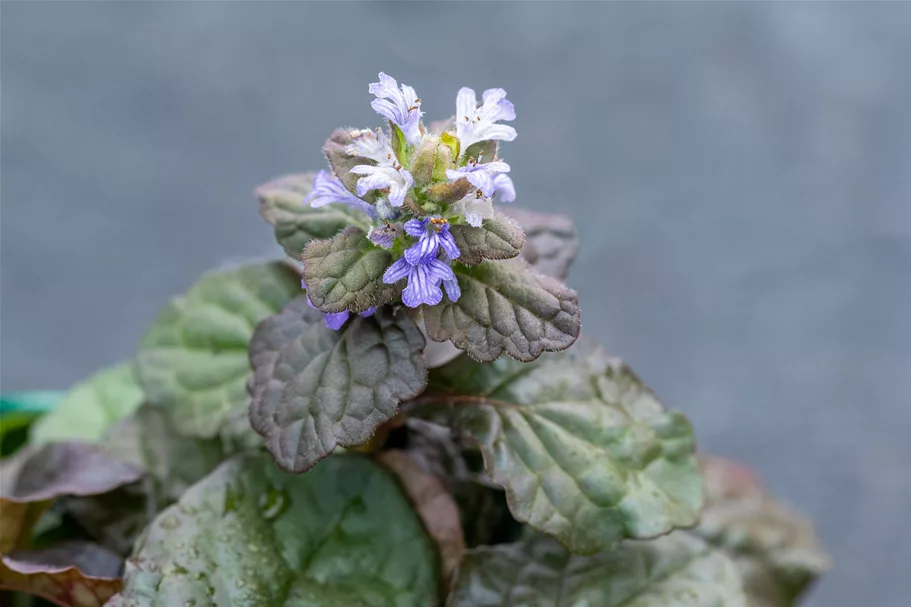Ajuga reptans 'Braunherz'