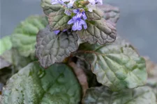 Ajuga reptans 'Braunherz'