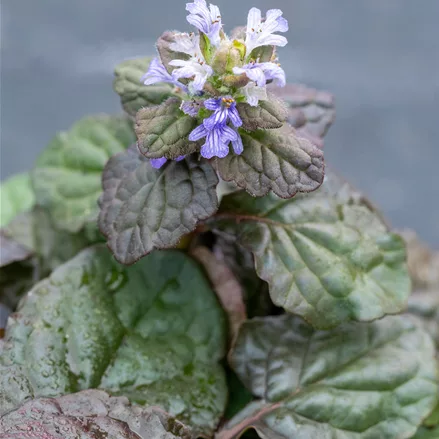 Ajuga reptans 'Braunherz'