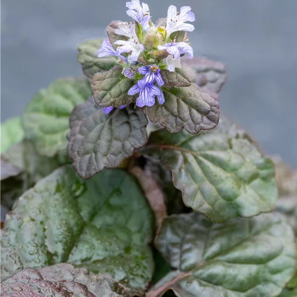 Ajuga reptans 'Braunherz'