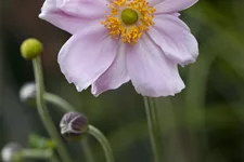 Anemone tomentosa 'Septemberglanz'