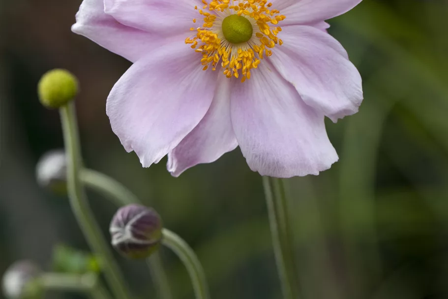 Anemone tomentosa 'Septemberglanz'