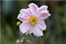 Anemone tomentosa 'Septemberglanz'