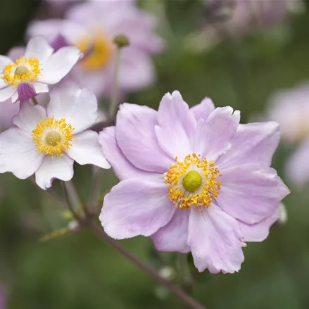 Anemone tomentosa 'Septemberglanz'