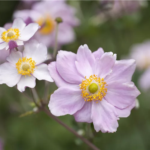 Anemone tomentosa 'Septemberglanz'