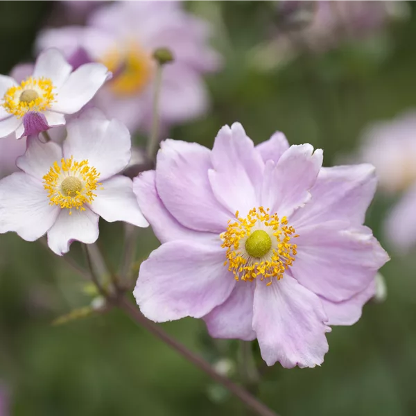 Anemone tomentosa 'Septemberglanz'