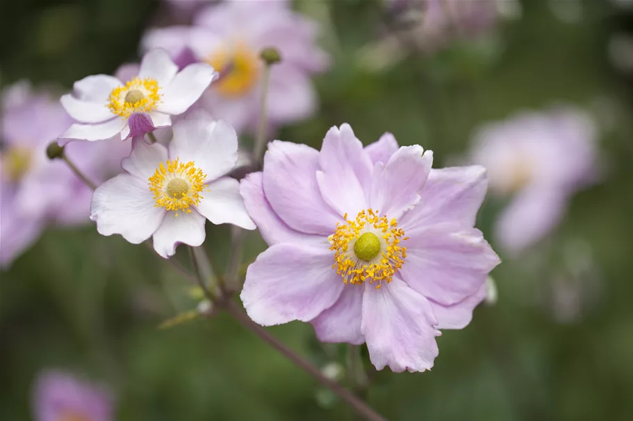 Anemone tomentosa 'Septemberglanz'