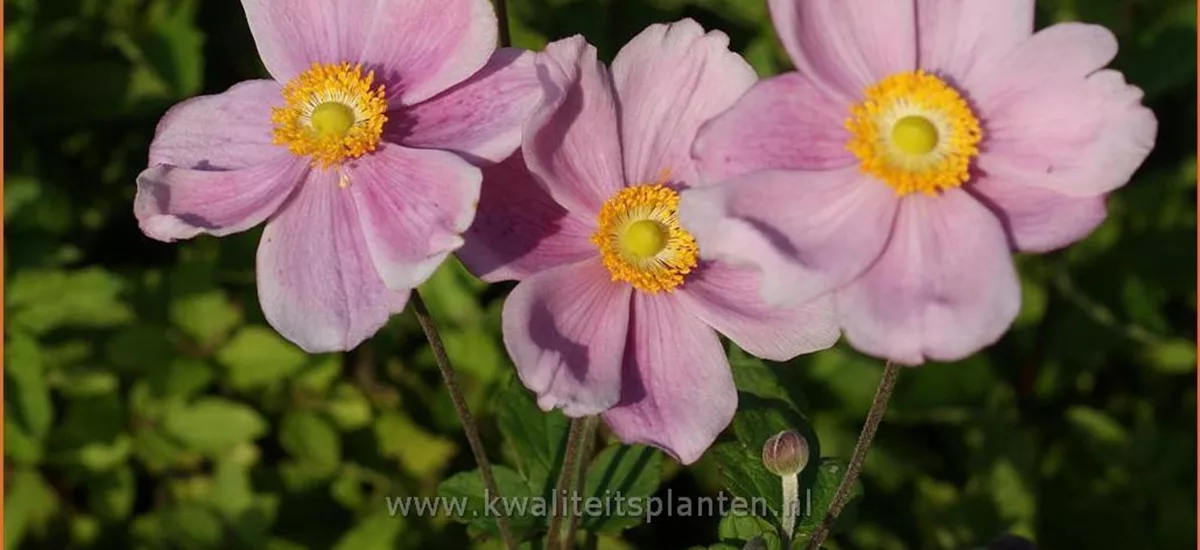 Anemone hybrida 'Lorelei'