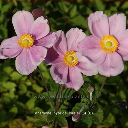 Anemone hybrida 'Lorelei'