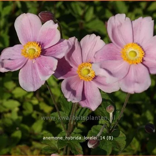 Anemone hybrida 'Lorelei'