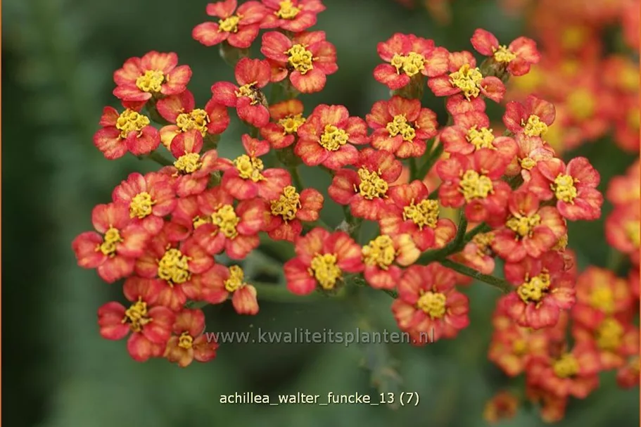 Achillea millefolium 'Walter Funcke'