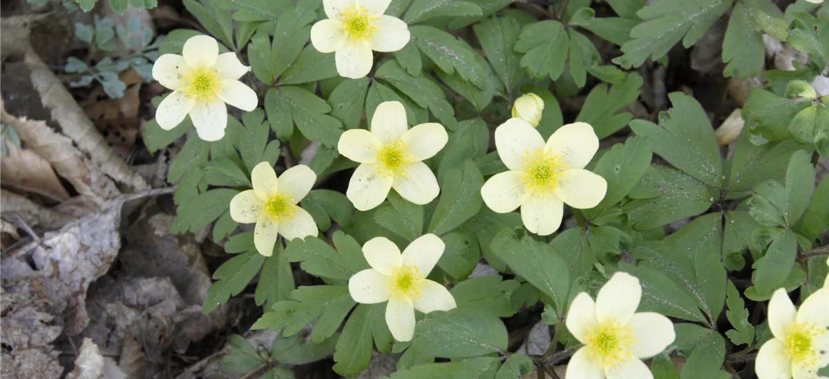 Anemone x lipsiensis