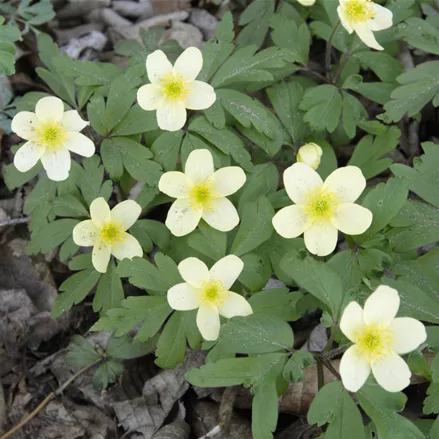 Anemone x lipsiensis