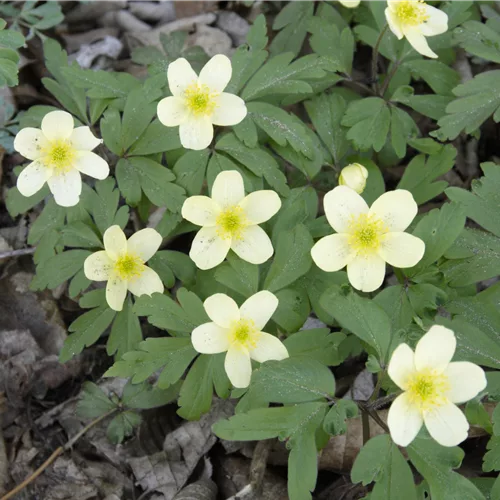 Anemone x lipsiensis