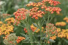 Achillea millefolium 'Walter Funcke'
