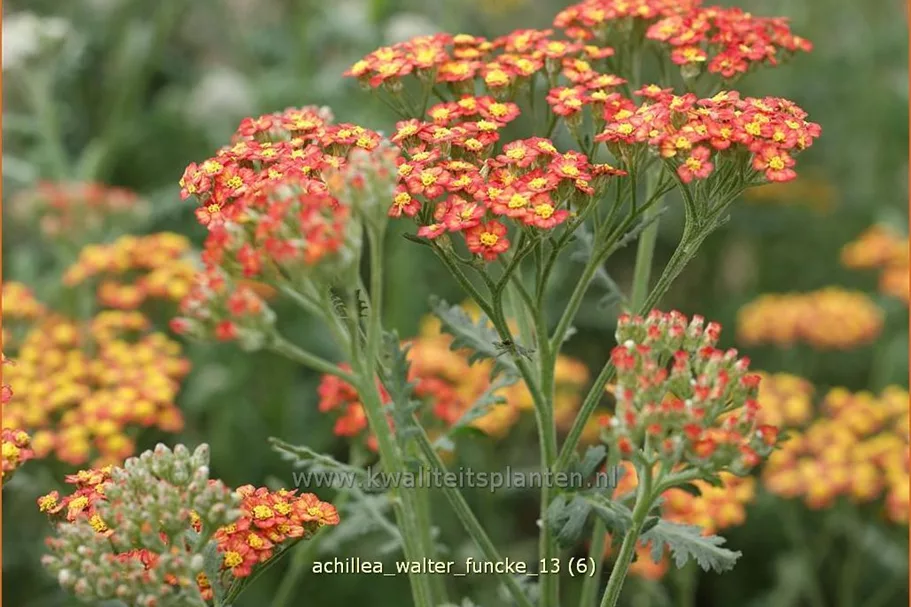 Achillea millefolium 'Walter Funcke'