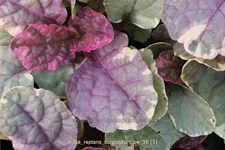 Ajuga reptans 'Burgundy Glow'