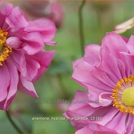 Anemone hybrida 'Margarette'