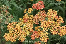 Achillea millefolium 'Walter Funcke'