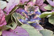 Ajuga reptans 'Burgundy Glow'