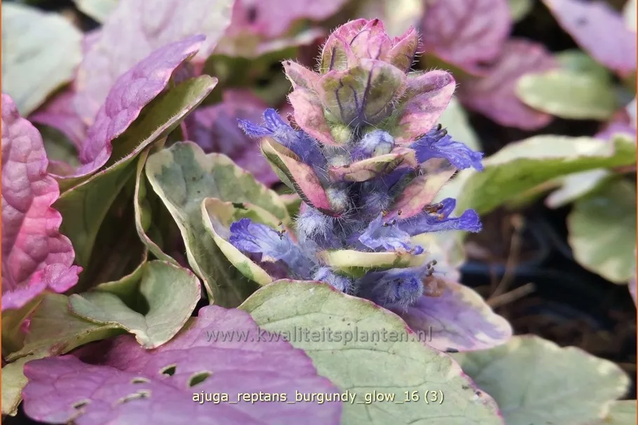 Ajuga reptans 'Burgundy Glow'