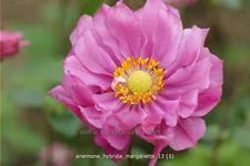 Anemone hybrida 'Margarette'