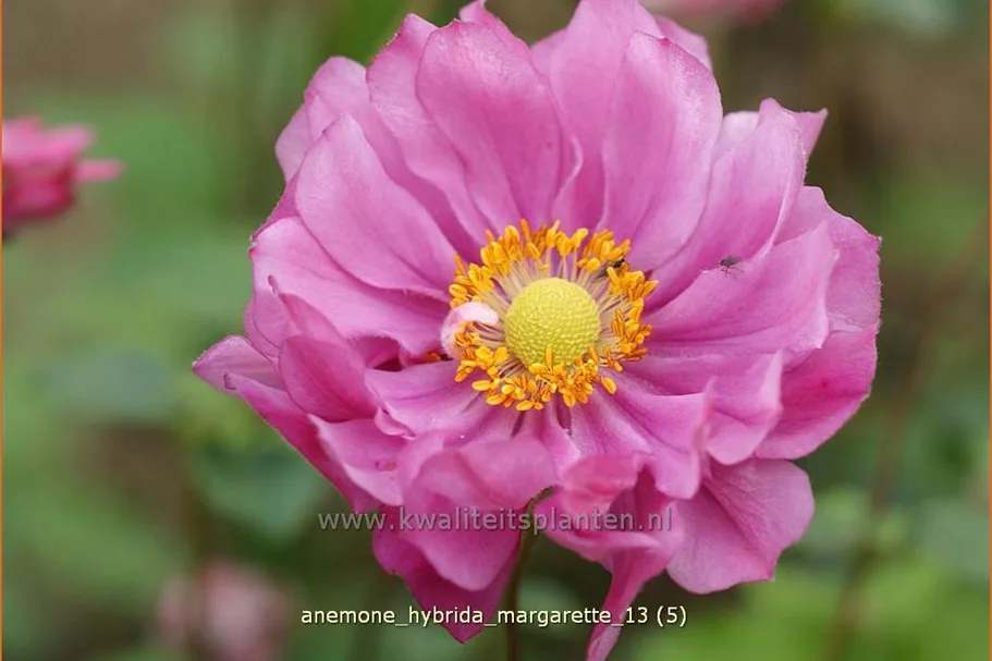 Anemone hybrida 'Margarette'