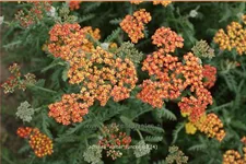 Achillea millefolium 'Walter Funcke'