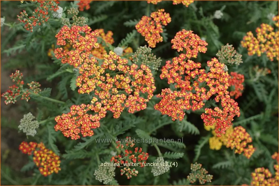 Achillea millefolium 'Walter Funcke'