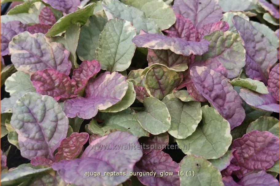Ajuga reptans 'Burgundy Glow'