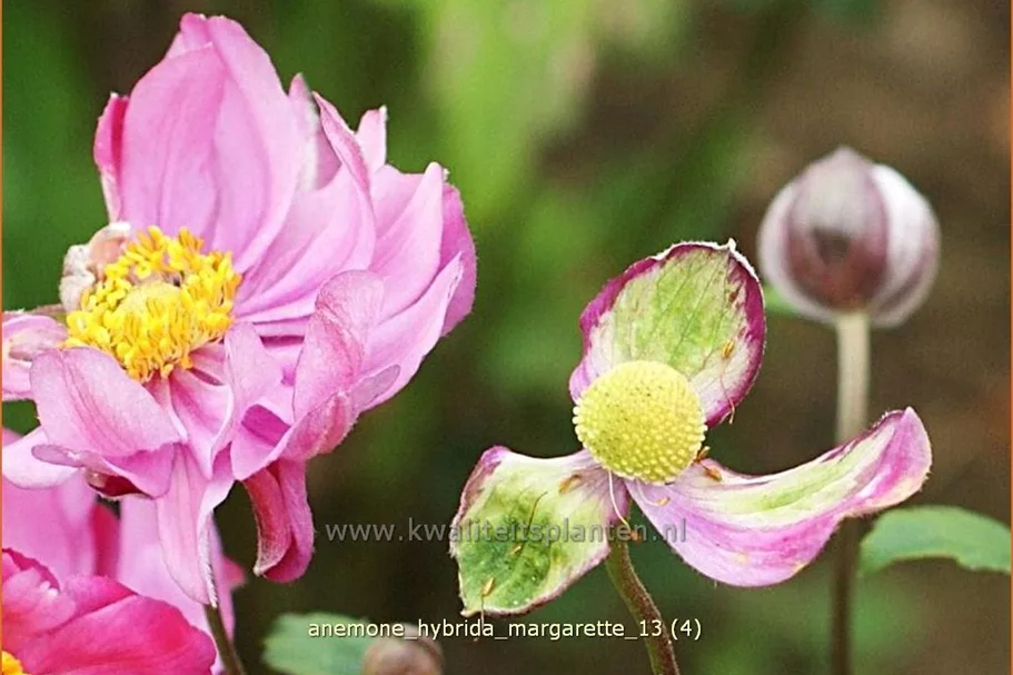 Anemone hybrida 'Margarette'