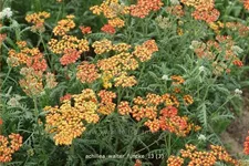 Achillea millefolium 'Walter Funcke'