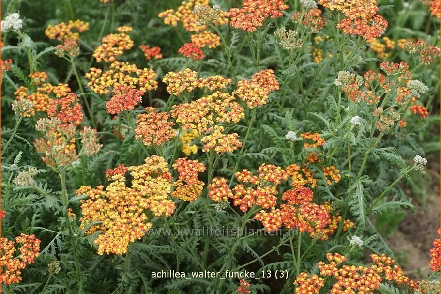 Achillea millefolium 'Walter Funcke'