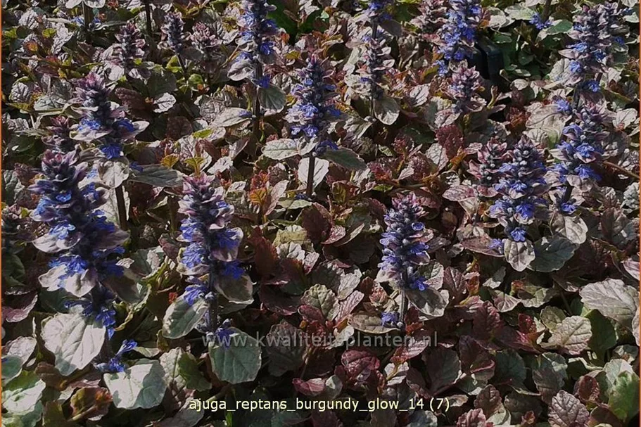 Ajuga reptans 'Burgundy Glow'